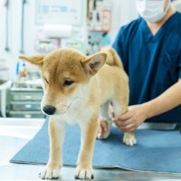 犬の『関節』に問題があるときの仕草や行動５選　痛がっているサインや重症化している症状まで