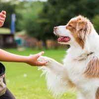 『頭のいい犬種』ランキングTOP５　賢いといわれている理由や意外と知られていない注意点まで解説