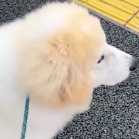 大好きなお姉さんの『通勤ルート』を覚えた大型犬→なかなか来なくて、不安になっていたら…会えた瞬間の『素敵な光景』に感動「愛らしい…」