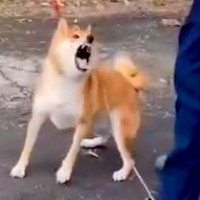 神経質で噛みついてくる保護犬→愛を注ぎ続け、苦手なブラッシングをしたら…２年後の『思わず泣けるビフォーアフター』が84万再生「涙でた…」