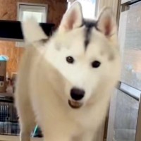 大型犬の3匹に『おいで』と声をかけた結果→子犬と成犬がきて…わかりやすすぎる『態度の違い』が11万再生「ぬんって感じｗ」「人間と一緒」