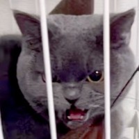 『気難しい性格な猫』のいる家にやってきた子犬→『仲良くできるかな』と心配していたら…予想外の展開が52万再生「素敵」「マタタビかけた？」