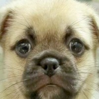 ネットで一目惚れした『55000円の子犬』→実際に会いに行ってみたら…愛おしすぎる『まさかの展開』が122万再生「目つきが人ｗｗ」と反響