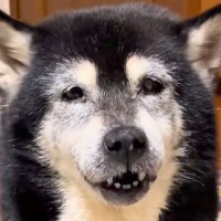 15歳のおばあちゃん犬が『お散歩に行きたい』とおねだり→連れて行った結果…涙が出るほど『愛おしい光景』が26万再生「なんか泣いちゃう…」
