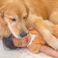 1歳の女の子が『大型犬への愛』をぶつけた結果…まるで母親のように『愛情をお返しする光景』が37万再生「第二のママだ」「愛おしい…」と悶絶