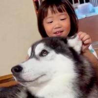 2歳の女の子が『生まれた瞬間からハスキー犬と暮らした』結果→本当の兄妹のような『眼福すぎる光景』が42万表示「優しい表情」「いい関係」