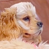 ソファに座ってテレビを見る犬→まるで人間…？まさかの『貫禄がありすぎる光景』が15万再生「犬のフリした人で草」「なんや？って顔ｗ」と爆笑