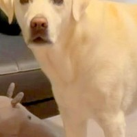 おもちゃが隙間に入ってしまった大型犬→気づかないフリをした結果…絶対に無視できない『切なすぎる表情』が20万再生「眉毛がｗ」「可愛すぎ」