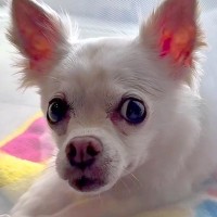 過酷な入院生活で精神が不安定になってしまった犬→心配した同居犬が…家族愛に溢れた『泣ける光景』に14万再生の反響「尊い…」「素晴らしい」