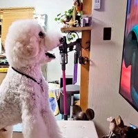 テレビが好きな大型犬→『お気に入りの映画』が始まった途端…まさかの『人間にしか見えない行動』が85万再生「理解してる」「犬生何周目？」