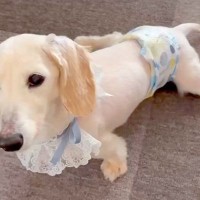 11歳目前で足が悪くなってしまった老犬→初めて『車椅子』に挑戦した結果…『涙あふれる光景』に反響「嬉しそうで泣ける」「本当に楽しそう」