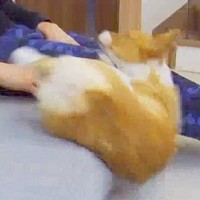 ソファの端でくつろいでいる犬→すべり落ちてしまい…思わず笑ってしまう『まさかの展開』に反響「ポヨンポヨン感がｗ」「全く動じてなくて草」