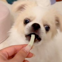 『初めての歯磨きガム』を怖がる赤ちゃん犬→兄犬がお手本を見せて…思っていたのと違う『まさかの展開』が15万再生「指ｗｗ」「愛おしすぎる」