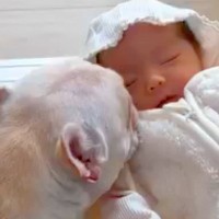 赤ちゃんが『生まれた頃から犬と過ごした』結果→だんだん触れ合えるようになって…『本当の兄弟の様になっていく様子』に反響「愛おしい」