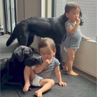 おやつを食べる2歳の双子ちゃん→大型犬たちが『羨ましい』と見ていたら…あまりにも尊い光景に反響「優しい世界」「幸せな時間」と6万再生