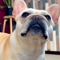 『何かをおねだり』してくる犬→『抱っこ？』と答えた次の瞬間…大正解したあとの『尊すぎる反応』が24万再生「反則…」「飛び跳ねるの可愛い」