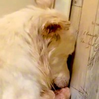 仲間とはぐれた『ひとりぼっちの野犬』を保護→人間を怖がってしまい…涙腺崩壊する『3年後の光景』が20万再生「幸せに」「涙が止まらない」