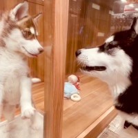 息子の親友がハスキー犬をお迎え→『同じ犬種の友達ができた』と喜んでいたら…思わず鳥肌が立つ『衝撃的な展開』に反響「運命の出会いすぎる」