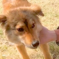 人間を警戒している『元野犬』を飼った結果→お散歩で距離が近づき…別犬級の『泣けるビフォーアフター』に反響「表情が…」「顔つき変わった」
