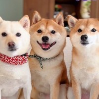 一見仲良しな『犬の3ショット』かと思いきや…明らかになった『複雑な三角関係』が47万再生「元カノｗｗ」「人間なら修羅場不可避で草」と爆笑