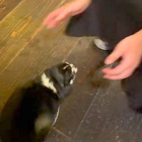 お兄さんが『近づいてきた犬』を撫でようとした瞬間…予想を上回る『まさかの甘え行動』が90万再生「番犬にはなれないｗｗｗ」「世渡り上手」
