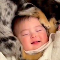 女の子の赤ちゃんの『頭を守るように』寝ていた犬…半年後→幸せが詰まっている『尊すぎる光景』に反響「仲良しでかわいい」「マフラーかな？」