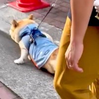 散歩から帰ってこないパパと犬→様子を見に行ったら、なにやら揉めていて…まさかの光景と『愛おしい展開』に反響「作戦成功ｗ」「ニコニコで草」