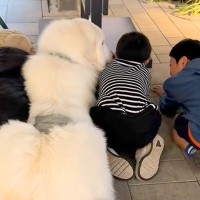 アウトレットへ超大型犬とお出かけ中『3人の小さな子供』と出会い…いつまでも見ていたい『尊い光景』が16万再生「癒される」「優しい世界」