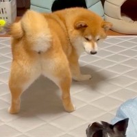 ケンカしている2匹の犬→『緊張感が漂っている』と思いきや…まさかの『お尻での誘い』に3万いいね「想像の5倍誘ってて草」「見事なおちりｗ」