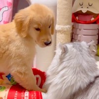 大型犬の赤ちゃんが『猫に育てられた』結果…影響を受け過ぎた『まさかすぎる光景』が227万再生「純真無垢とはこのこと」「仕草がｗ」と絶賛