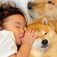 なかなか寝付けない1歳の女の子→犬たちと一緒に転がった結果…包容力がありすぎる『あまりにも尊い光景』が26万再生「人とか犬とか超えてる」