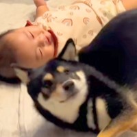 洗い物をしていたら『寝返りを覚えたばかりの赤ちゃん』に…犬がしていた『まさかの行動』が153万再生「可愛いが大渋滞」「絶対に教えてる」