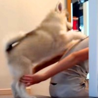 階段が降りられない大型犬の赤ちゃん→ママに『おんぶ』をおねだりして…愛おしすぎる『人間の子どものような行動』に悶絶「待機してて可愛い…」