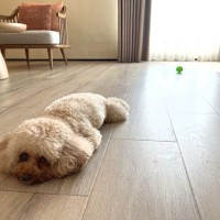 犬のケガに繋がる『危ない床』の特徴3つ　今すぐに改善すべき理由や予防策を解説