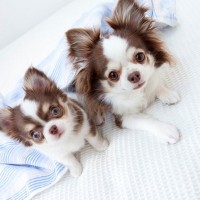 子犬が成長すると『毛色が変わる』理由3つ　病気の可能性や変化しやすい犬種も解説