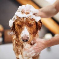 犬に苦痛を与える『シャンプー方法』5選　愛犬が辛いと感じているときにみせるサインとは？