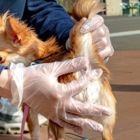 犬の『肛門腺絞り』絶対やってはいけないタブー行為4選　間違ったお手入れや正しいやり方とは？