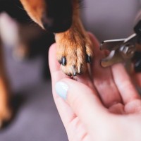愛犬の『爪切り』を上手に行う5つのコツ　安全にカットする秘訣と嫌がるときの対処法も解説