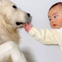 向かい合って寝ている赤ちゃんと大型犬→どんどん距離が縮んで…泣けてくる『家族として認めた瞬間』に反響「感動して涙が…」「優しい世界」