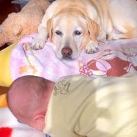 赤ちゃんが寝返りできずに号泣→目が見えない大型犬が『耳』を使って…あまりにも尊い『ベビーシッターの様子』が20万再生「人間よりすごい」