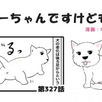 ちーちゃんですけどもっ【第327話】「何でも警戒するちーちゃん」