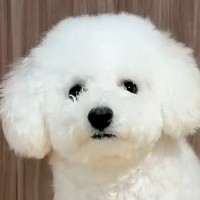 犬をトリミングに連れていった夫→『どんな感じになったか教えてね』とお願いしたら…想定外の『報告内容』が392万表示「ジワジワくる」と爆笑