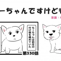 ちーちゃんですけどもっ【第330話】「シニア犬だとすぐ病気を疑うから」