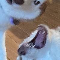 『毎日笑かしにくるのやめて』ハスキー親子がみせた『コントのようなやり取り』に19万いいねの反響「煽り度高くて草」「漫才かな？ｗ」と爆笑