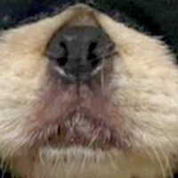 生後6ヶ月の子犬が『やけに静かだな』と思って見てみたら…予想を上回る『まさかの状況』に1万いいね「ハロウィン意識ｗ」「容疑者確保で草」