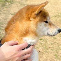 ドッグランにきた柴犬→遊ぶのかと思いきや…思ってたのと違う『人間すぎる光景』に2万いいね集まる「ドッグランとはｗ」「腹話術で草」と爆笑