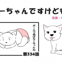 ちーちゃんですけどもっ【第334話】「君は君のままで素敵だよ」