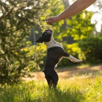 犬の『二足歩行』が絶対NGな理由４選　重篤な症状を引き起こす可能性や危険な病気のリスクまで