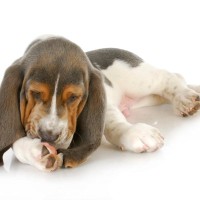 犬が『前足を舐めている』ときの心理5選　執拗にペロペロする理由や病院へ連れて行くべき状態とは？