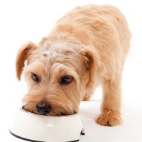 犬がみせる『食べ過ぎ』サイン5選　ご飯の与えすぎによるデメリットや注意すべき症状とは？